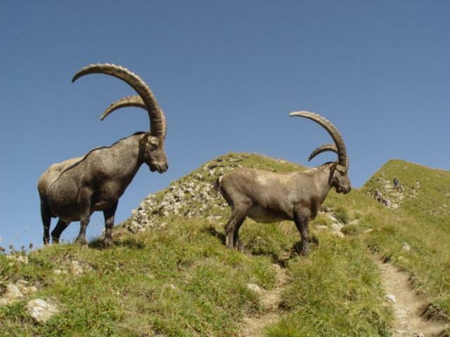 les fenêtres du mont blanc La Giettaz Exterior foto